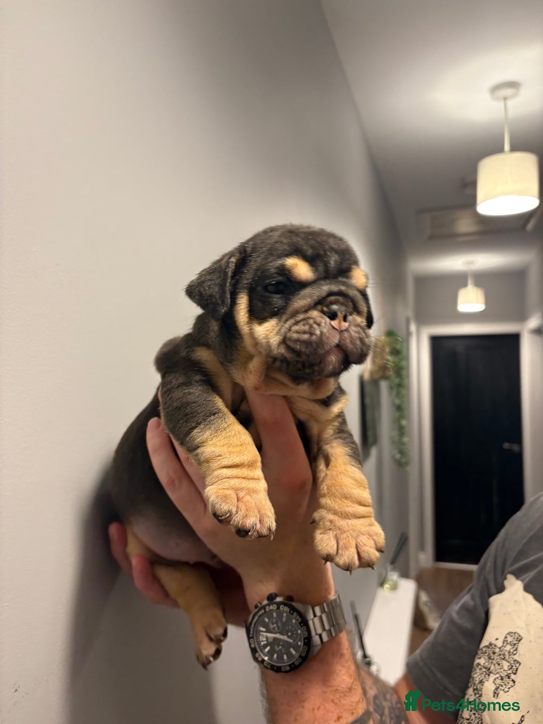 English Bulldog dogs for sale: English Bulldog puppies - Posherbulls bloodlines - Advert 12