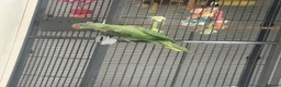 Parrots birds for sale: Alexandrine in Northampton - Advert 4
