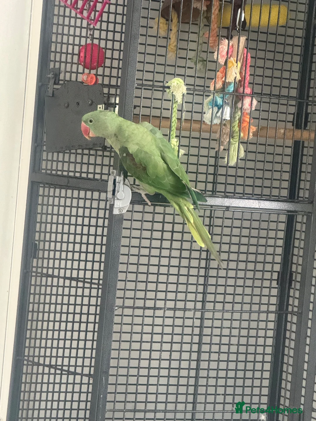 Parrots birds for sale: Alexandrine in Northampton - Advert 4
