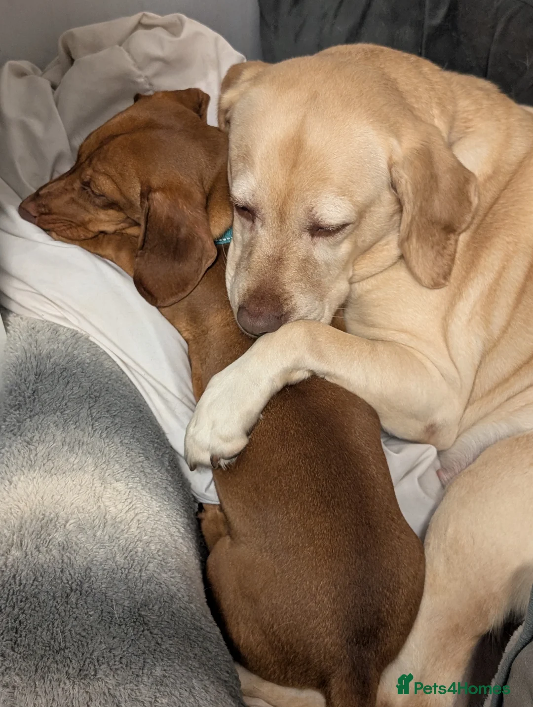 Dachshund dogs for sale: Charlie the Sausage pup - Advert 9