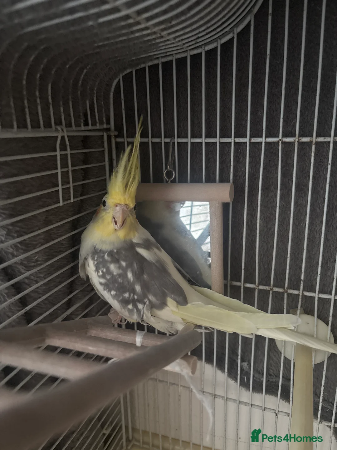 Cockatiels birds for sale: Cockatiel  - Advert 3