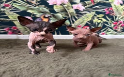 Sphynx cats for sale:  6 Beautiful Sphynx Kittens Ready Soon – 5★ - Image 10