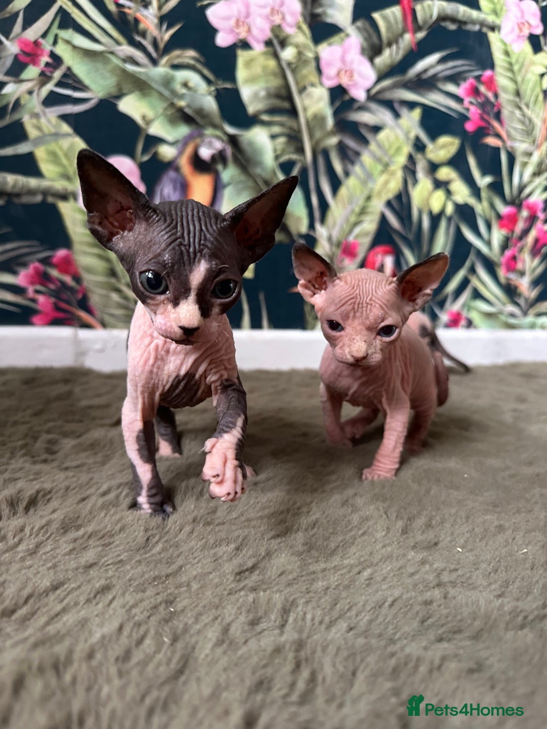 Sphynx cats for sale:  6 Beautiful Sphynx Kittens Ready Soon – 5★ - Image 10