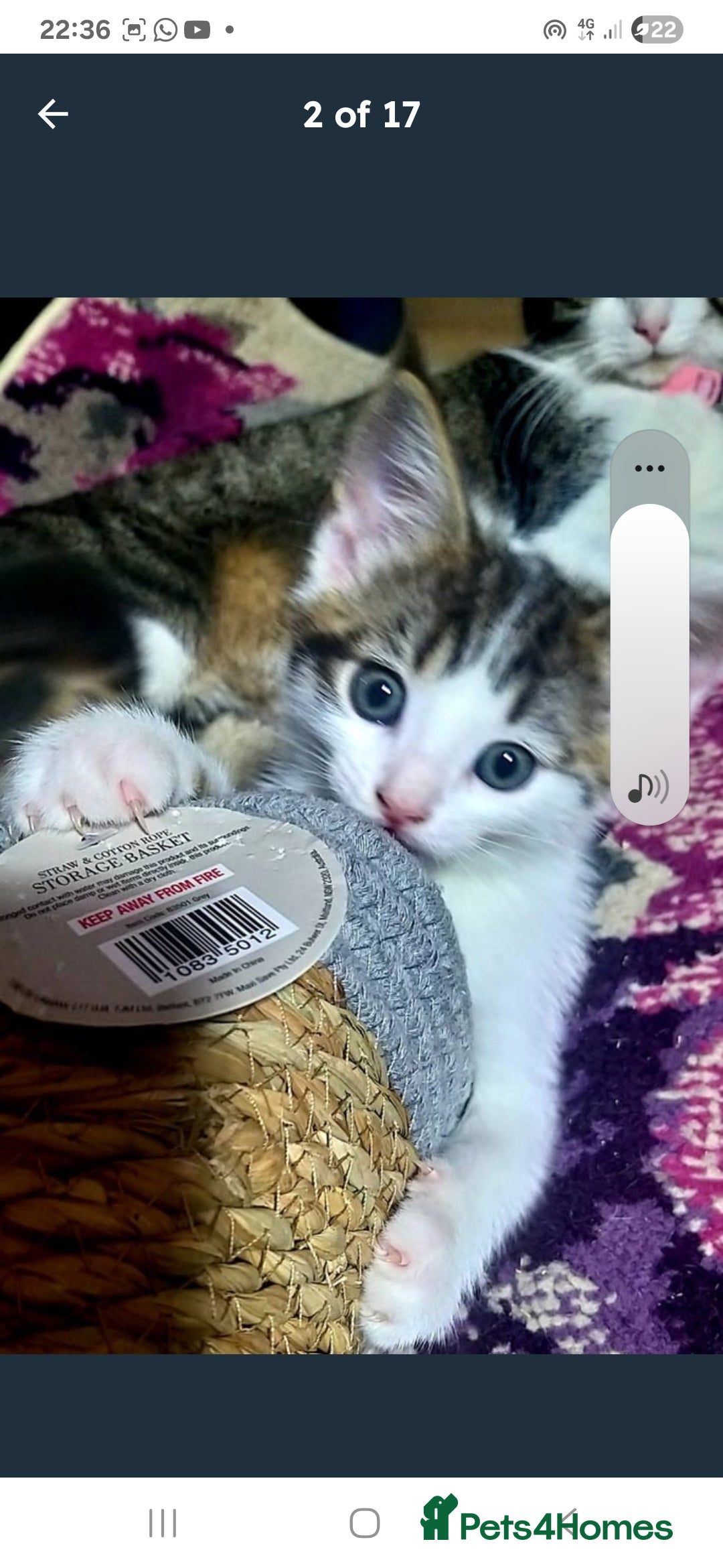 Bengal cats for sale: Cute mixed bangle kittens  - Advert 7