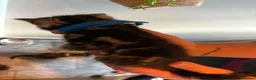 Mixed Breed cats for sale: Beautiful long haired Torbie x Bengal kittens - Advert 13