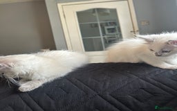 Ragdoll cats for sale: Ragdolls last male lynx  - Image 10