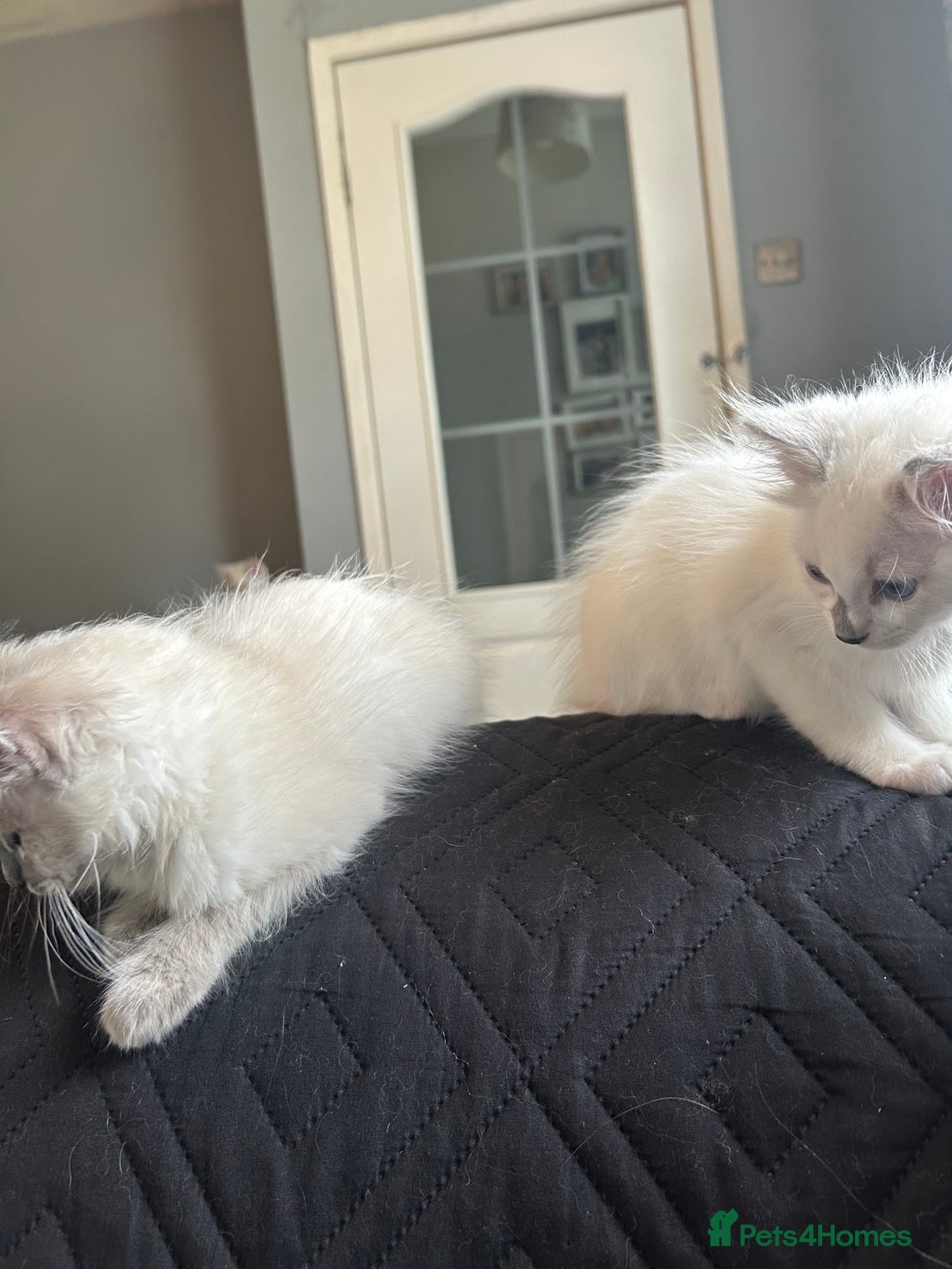 Ragdoll cats for sale: Ragdolls last male lynx  - Image 10