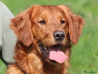 Golden Retriever dogs in Newark - Advert 7
