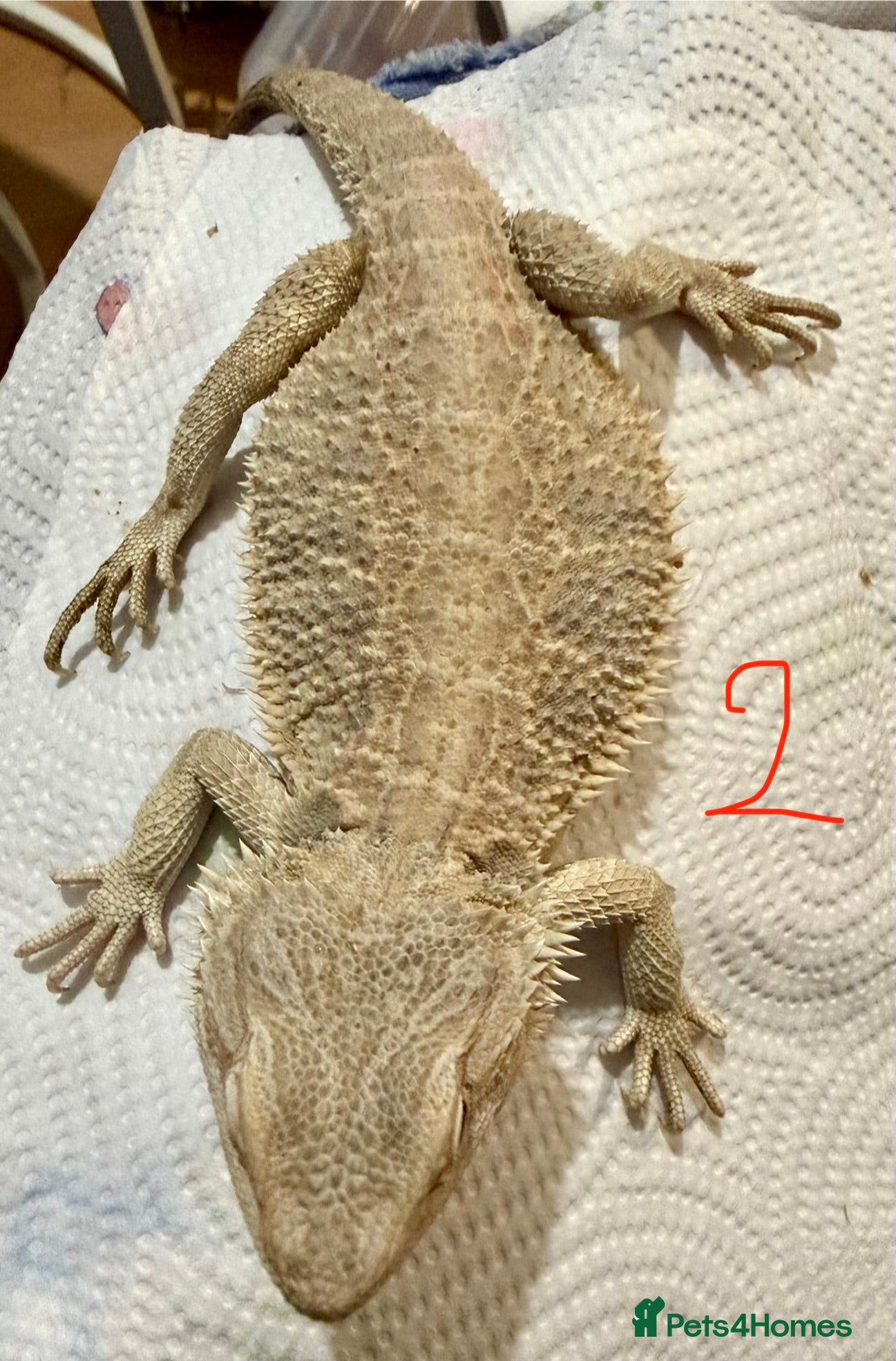 Bearded Dragon reptiles 2 x Juvenile bearded dragons  - Advert 1