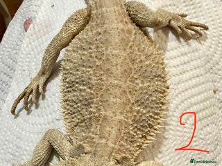 Bearded Dragon reptiles 2 x Juvenile bearded dragons - Advert 1