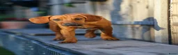 Mixed Breed dogs for adoption: Handsome Henry - Advert 2