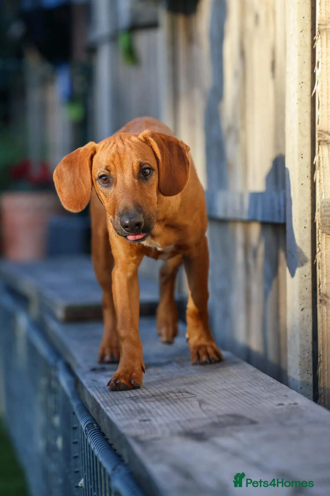 Mixed Breed dogs for adoption: Handsome Henry - Advert 2