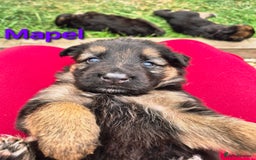 German Shepherd dogs for sale: Last German Shepherd girl remaining  - Image 20