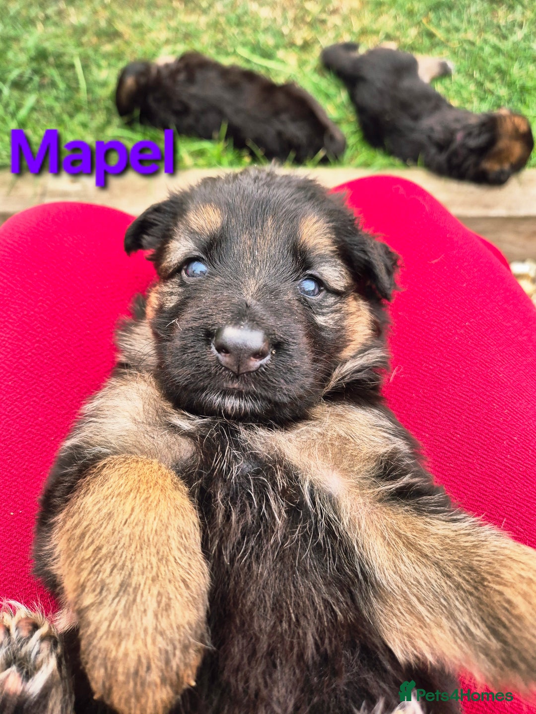 German Shepherd dogs for sale: Last German Shepherd girl remaining  - Image 20