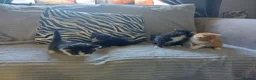 Mixed Breed cats for sale: Beautiful fluffy kittens - Advert 11