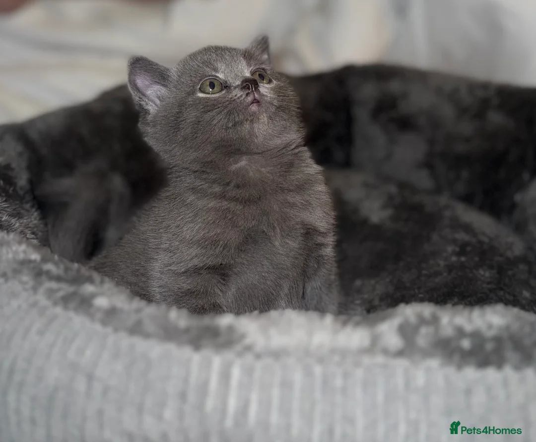 British Shorthair cats for sale: 2 gorgeous BSH kittens😍✨ - Advert 2