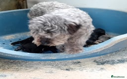 Mixed Breed dogs for sale: Schnoodle pups,  Aberdeenshire  - Image 1