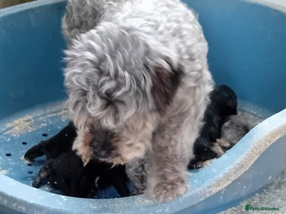 Mixed Breed dogs - Advert 7