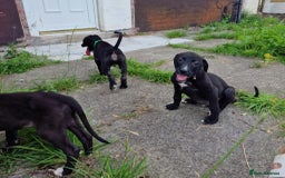 Lurcher dogs for sale: 3 beautiful lurcher girls ready now!!! - Image 6