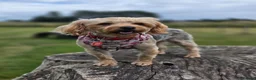 Yorkiepoo dogs for sale: Yorkiepoo puppies for sale - Advert 1