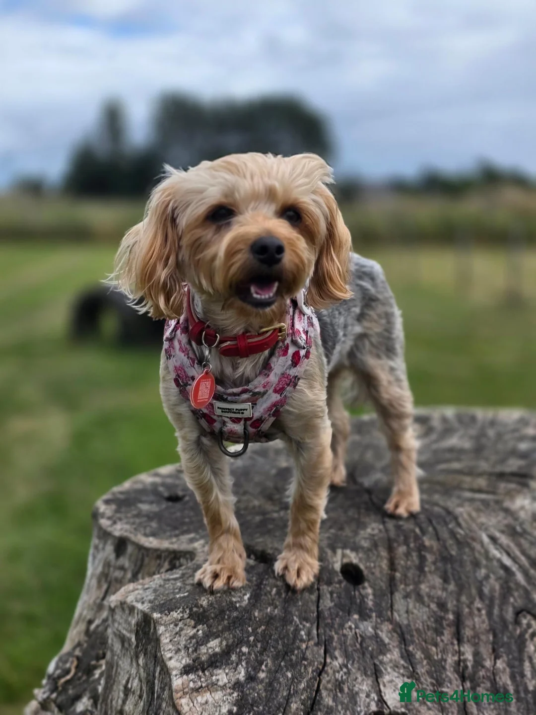 Yorkiepoo dogs for sale: Yorkiepoo puppies for sale - Advert 1