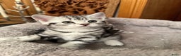 British Shorthair cats for sale: BSH stunning Silver Tabby kittens - Advert 5