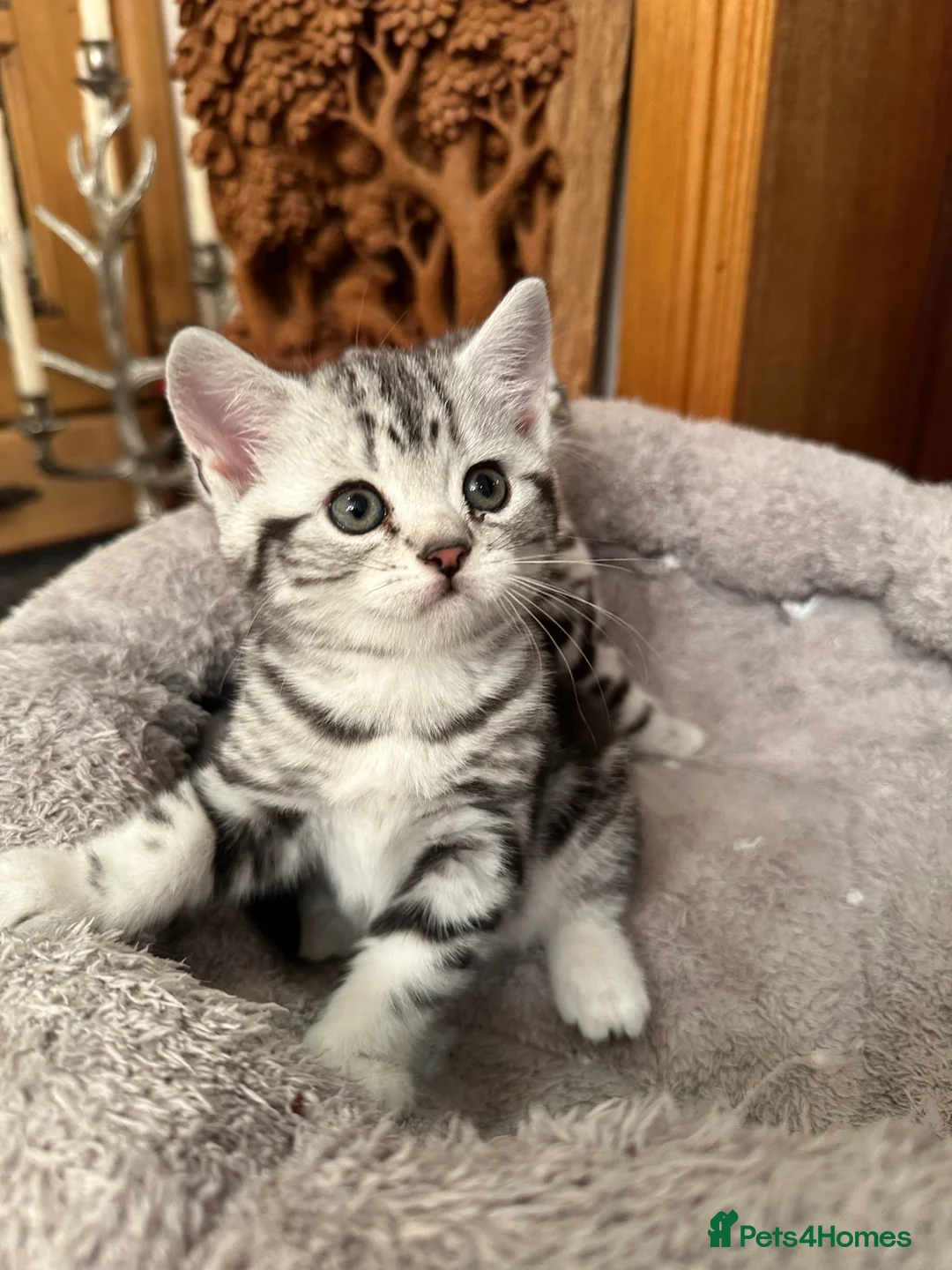 British Shorthair cats for sale: BSH stunning Silver Tabby kittens - Advert 6