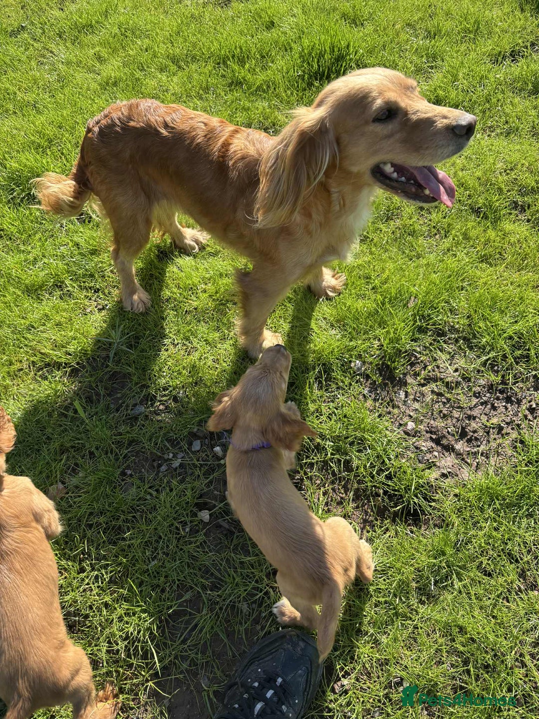 Cocker Spaniel dogs for sale: Cocker Spaniel pups  - Image 4