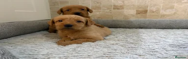 Labradoodle 4