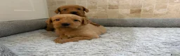 Labradoodle dogs for sale: F1B Quality Health Tested Fox Red Labradoodle  - Advert 20