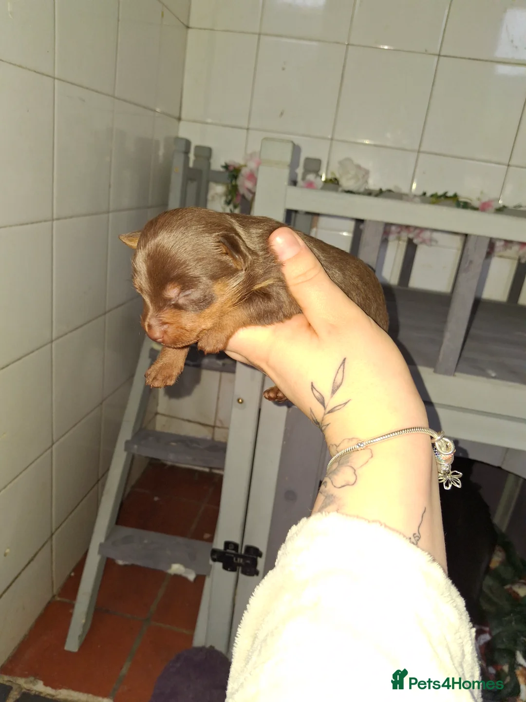 Mixed Breed dogs for sale: Dorkies  - Advert 3