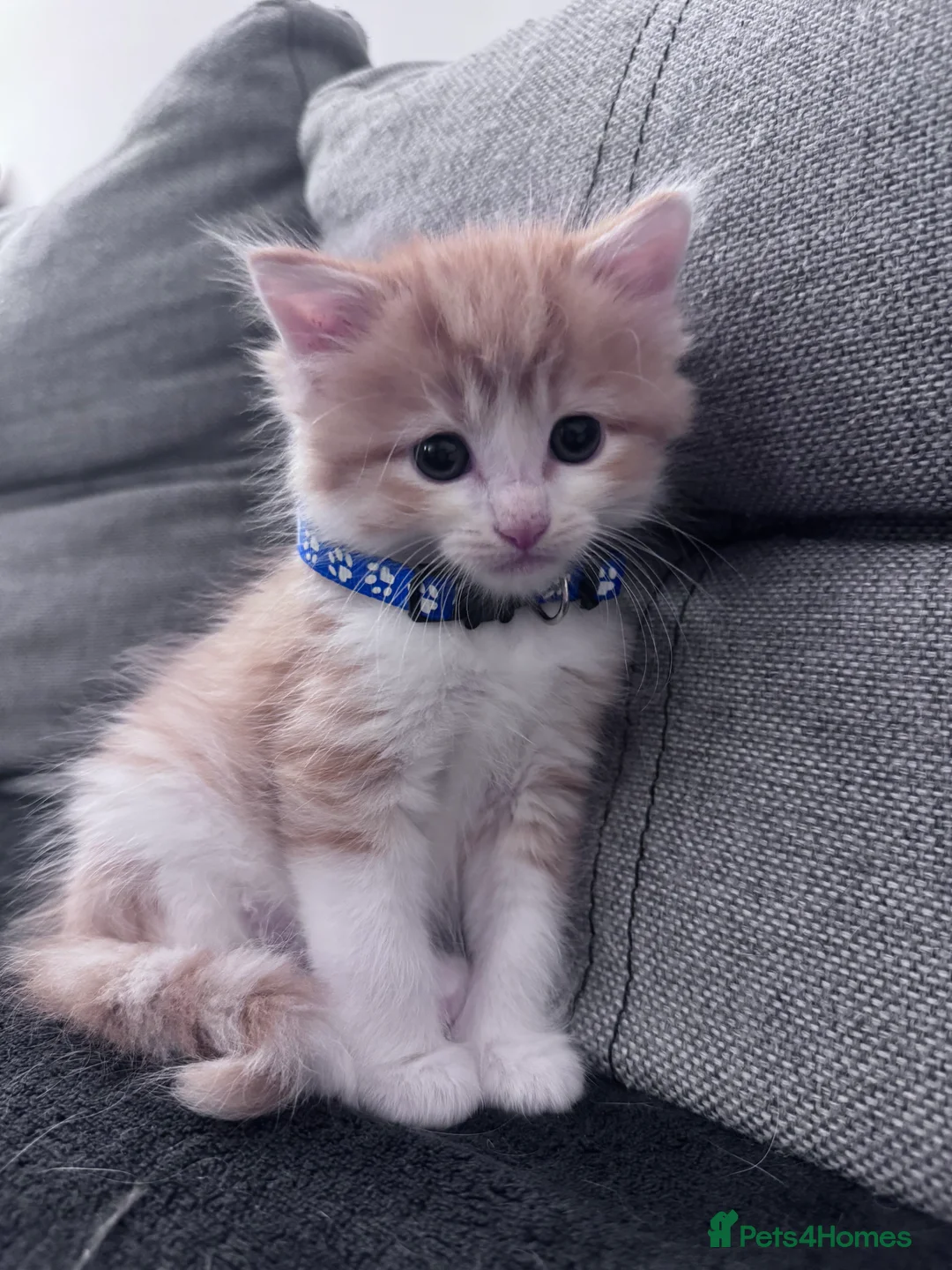 Mixed Breed cats for sale: Beautiful kittens looking for new home ❤️ - Advert 3