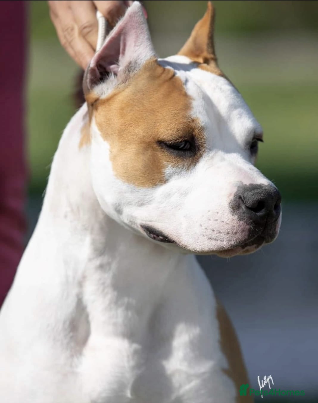 American Bull Staffy dogs Bull staffy hybrid puppyes - Advert 3