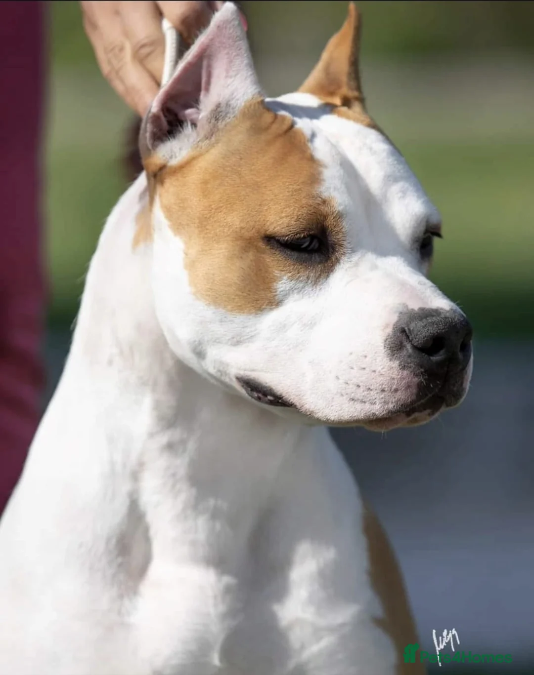 American Bull Staffy dogs for sale: Bull staffy hybrid puppyes - Advert 1