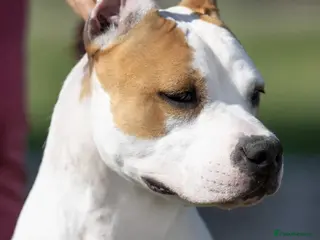 American Bull Staffy dogs Bull staffy hybrid puppyes - Advert 3