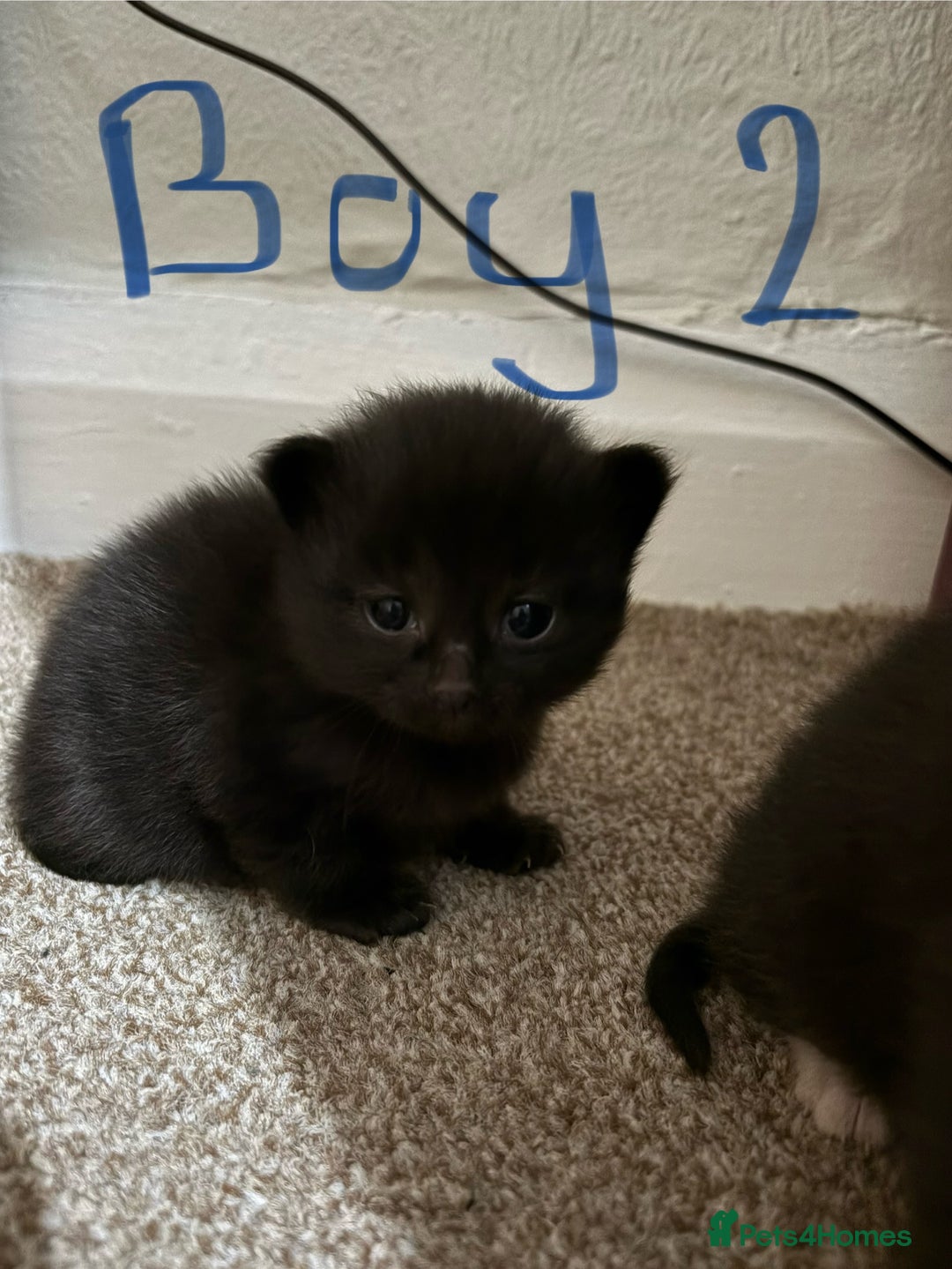 Mixed Breed cats for sale: Gorgeous fluffy Maine Coon X kittens - Advert 3