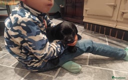 Labrador Retriever dogs for sale: KC Labrador puppies 5weeks old 3 boys  - Image 12