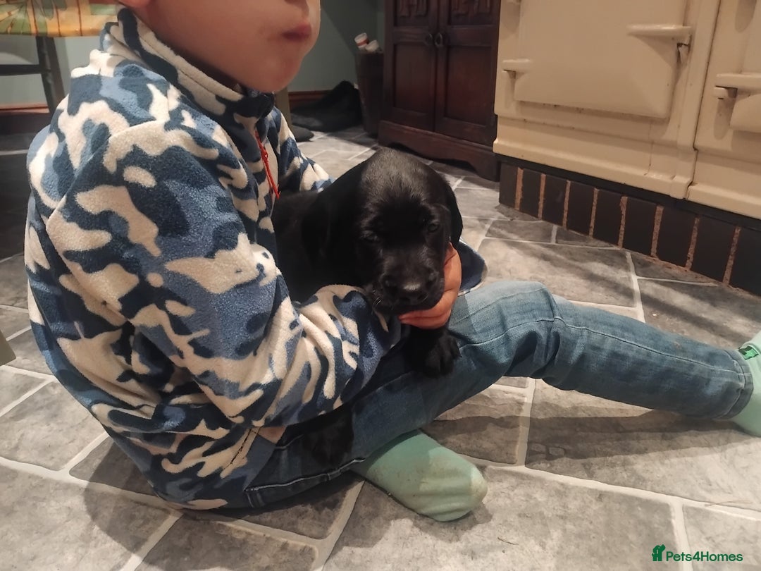 Labrador Retriever dogs for sale: KC Labrador puppies 5weeks old 3 boys  - Image 12