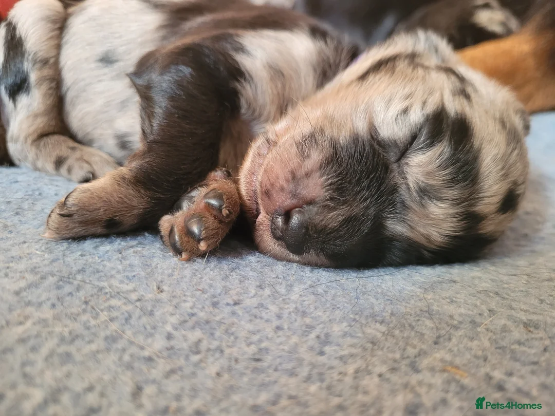 Mixed Breed dogs for sale: 10 Beautiful Huntadoodles in Southampton - Advert 1