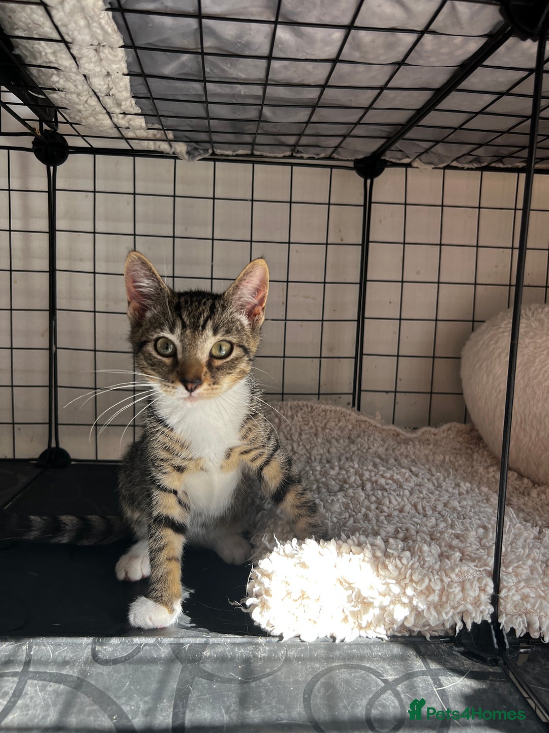 Turkish Angora cats for sale: ⭐️ Beautiful Turkish Angora X Bengal kittens ⭐️ - Image 2