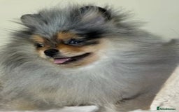 Pomeranian dogs for stud: 🎃EXPERIENCED👑KING ZIGGY & PRINCE COCO🏆STUD Boys in Bedford - Image 7