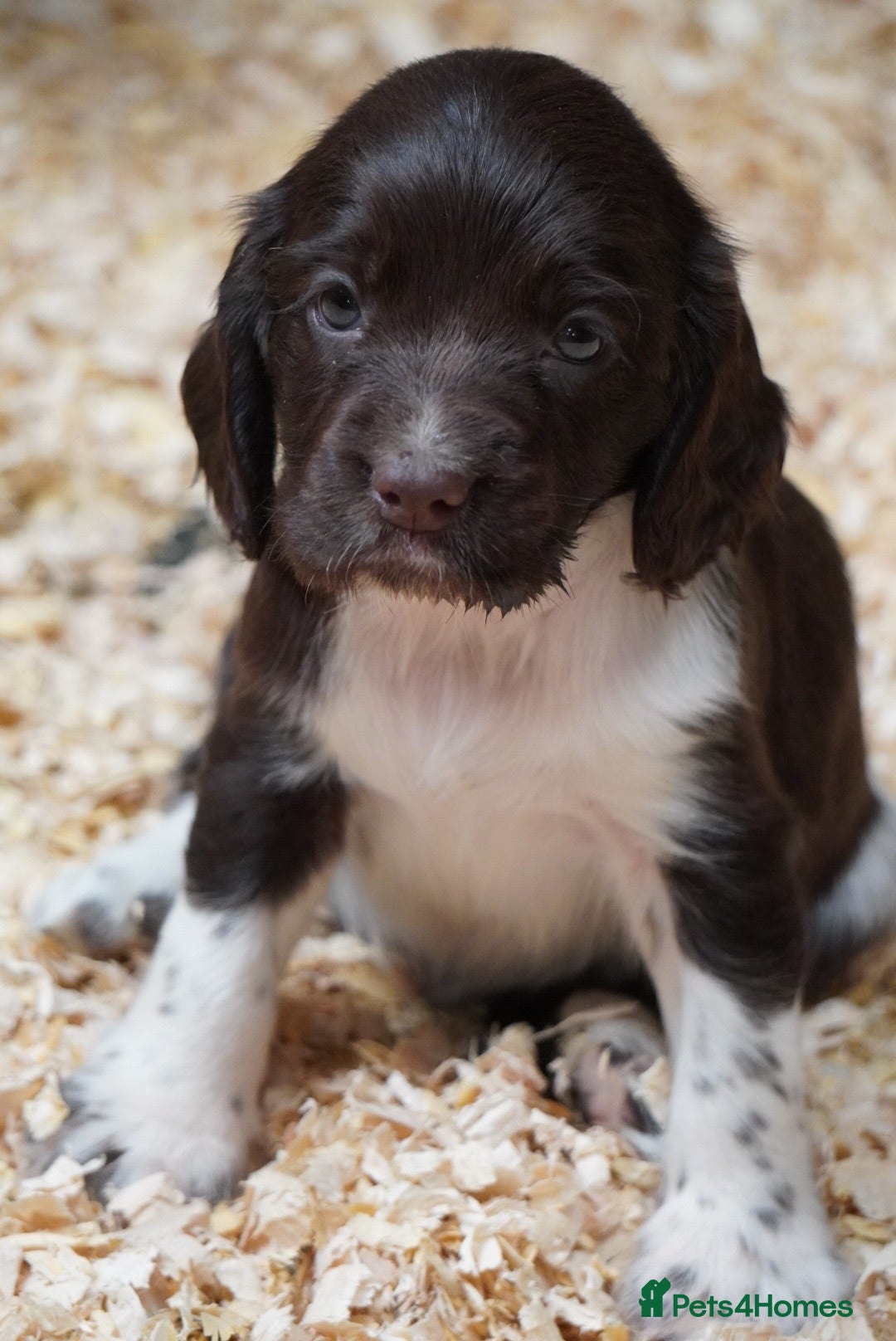 English Springer Spaniel dogs Beautiful Springer Spaniel Puppies for sale - Advert 2