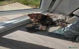 Cockapoo dogs for sale: Rare chocolate roan puppy - Image 3