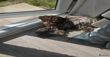 Cockapoo dogs - Advert 10