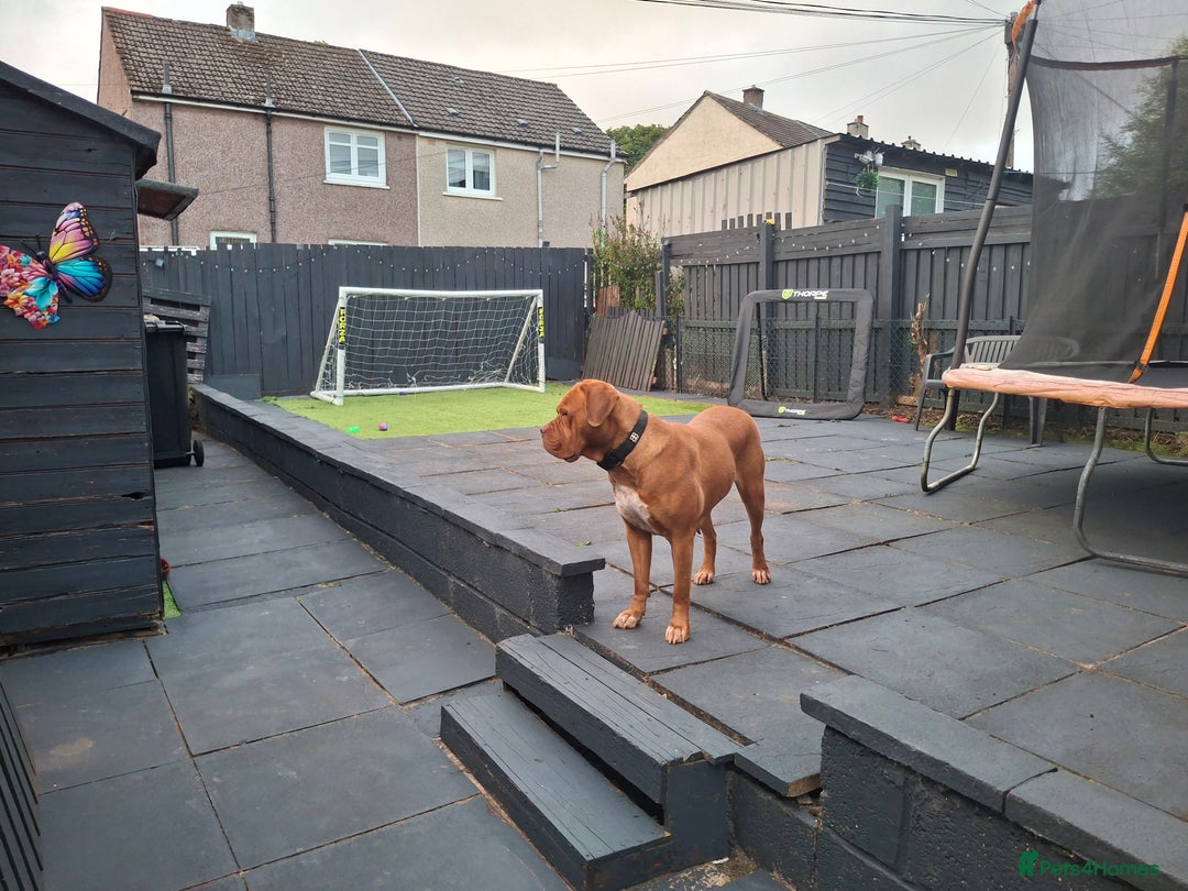 Dogue De Bordeaux dogs for sale: Dogue de bordeaux  - Image 2