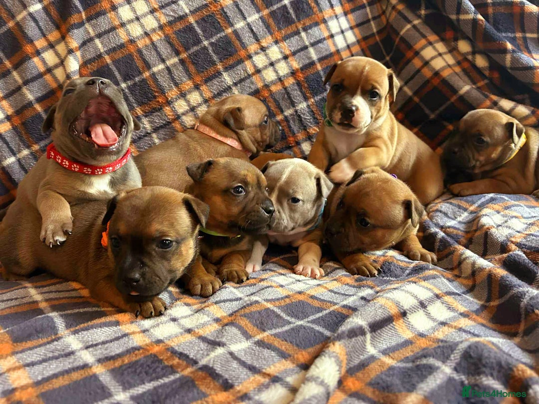 Staffordshire Bull Terrier dogs for sale: Red little one ❤️ - Image 2