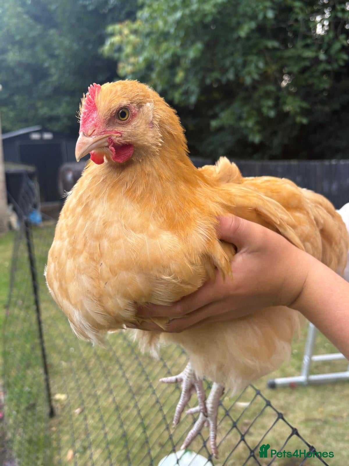 Chickens poultry 2x Buff Orpington Cockerels looking for a new home - Advert 1