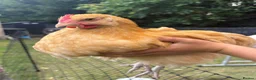 Chickens poultry for sale: 2x Buff Orpington Cockerels looking for a new home - Advert 1