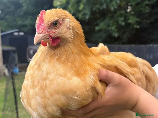 Chickens poultry for sale: 2x Buff Orpington Cockerels looking for a new home - Advert 1