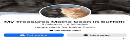 Maine Coon cats for sale: Tica Maine Coon Girls looking for forever homes - Advert 20